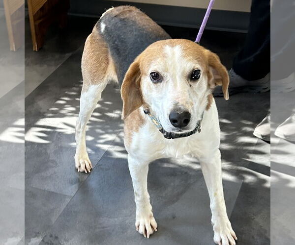 Medium Photo #5 American Foxhound-Beagle Mix Puppy For Sale in Batavia, OH, USA