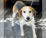 Small #4 American Foxhound-Beagle Mix