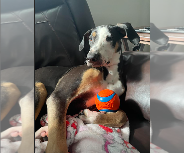 Medium Photo #2 Unknown-Whippet Mix Puppy For Sale in Virginia Beach, VA, USA