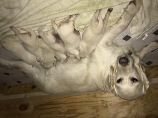 Mother of the Golden Retriever puppies born on 06/12/2017