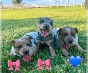 Australian Cattle Dog Puppy for sale in EL CENTRO, CA, USA