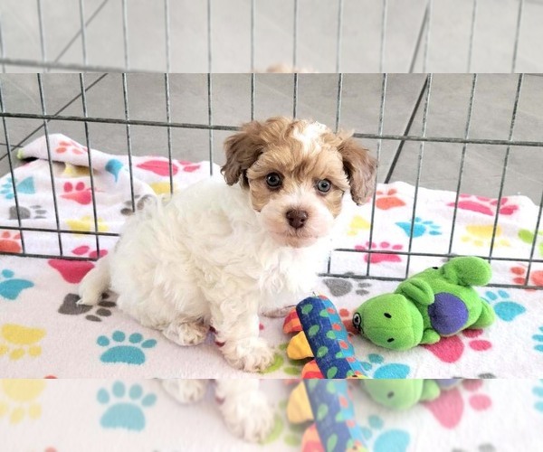 Medium Photo #1 Poovanese Puppy For Sale in ORO VALLEY, AZ, USA