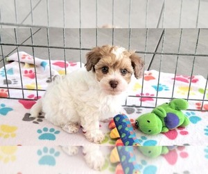 Poovanese Puppy for sale in ORO VALLEY, AZ, USA