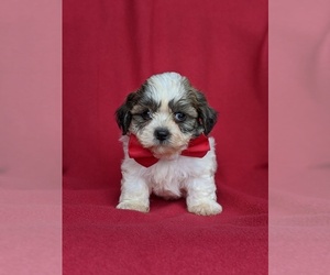 Zuchon Puppy for sale in NOTTINGHAM, PA, USA