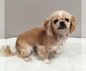 Pekingese Dogs for adoption in St. Louis Park, MN, USA