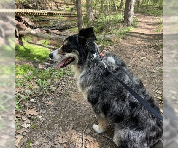 Medium Photo #7 Australian Shepherd-Unknown Mix Puppy For Sale in Yardley, PA, USA