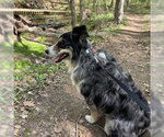 Small #6 Australian Shepherd Mix