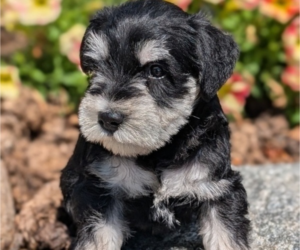 Medium Photo #11 Schnauzer (Miniature) Puppy For Sale in GOSHEN, IN, USA