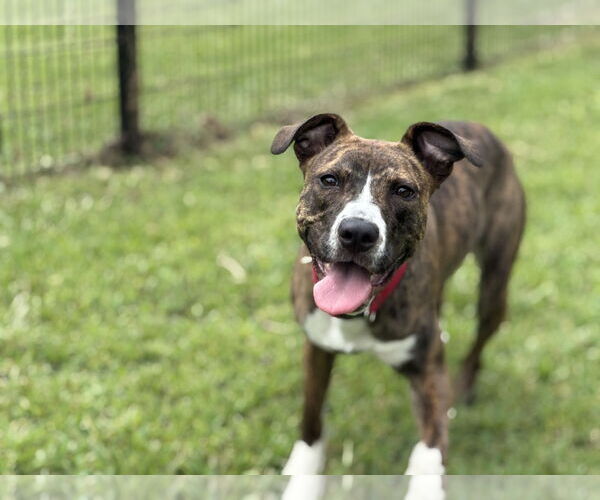 Medium Photo #3 American Pit Bull Terrier-Unknown Mix Puppy For Sale in Virginia Beach, VA, USA
