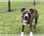 Small #2 American Pit Bull Terrier Mix