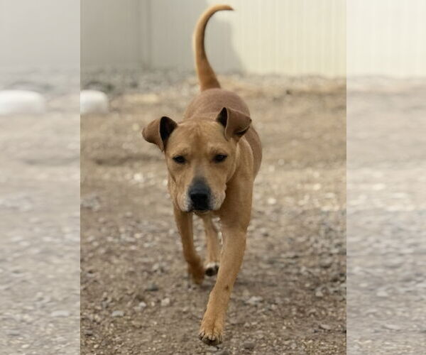 Medium Photo #4 Labrador Retriever-Unknown Mix Puppy For Sale in Corning, AR, USA