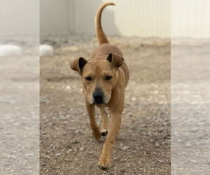McMuffin - Male Labrador Retriever-Unknown Mix Dog for Adoption - Photo #4