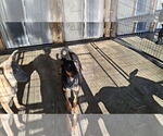 Small #4 Doberman Pinscher Mix
