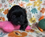 Puppy Hudson Coton de Tulear