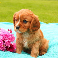 Cavalier King Charles Spaniel Puppy for sale in GAP, PA, USA