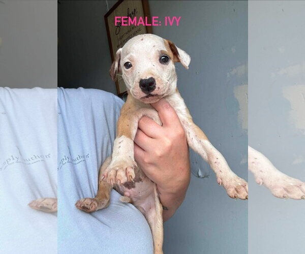 Medium Photo #2 Mutt Puppy For Sale in Stephens City, VA, USA