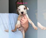 Small #1 Mutt