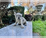 Small #167 French Bulldog