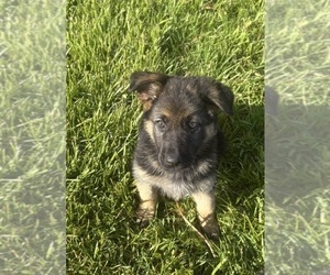 Medium German Shepherd Dog