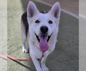 Gerberian Shepsky Dogs for adoption in Las Vegas, NV, USA