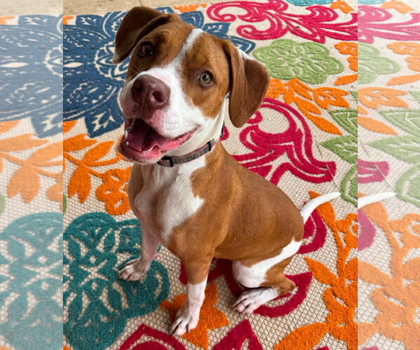 Medium Photo #7 American Pit Bull Terrier-Unknown Mix Puppy For Sale in Germantown, OH, USA