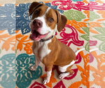 Small #6 American Pit Bull Terrier Mix