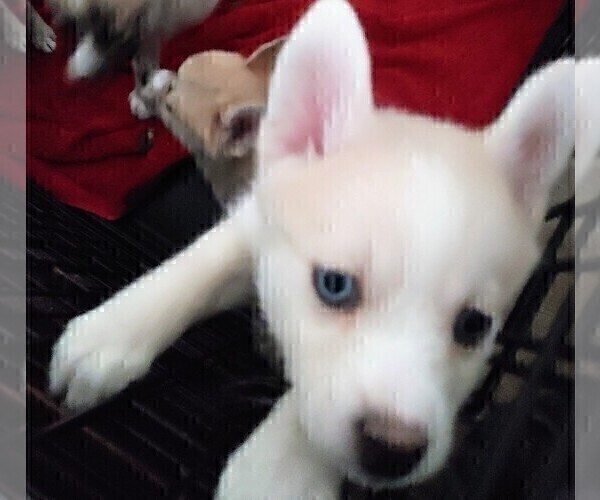 Medium Photo #13 Pomsky Puppy For Sale in LOVELAND, CO, USA