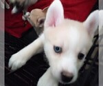Small Photo #13 Pomsky Puppy For Sale in LOVELAND, CO, USA