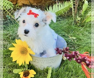 Chorkie Puppy for sale in MANKATO, MN, USA