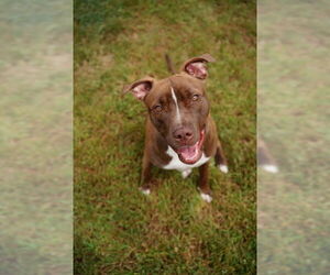 American Pit Bull Terrier Dogs for adoption in Springfield, MA, USA