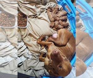 Vizsla Puppy for sale in BROWNSVILLE, TN, USA
