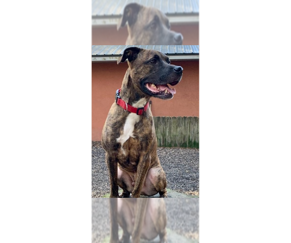 Medium Photo #2  Puppy For Sale in , 