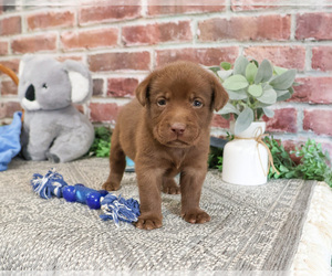 Labrador Retriever Puppy for sale in SYRACUSE, IN, USA