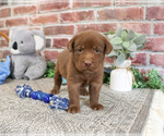 Small Labrador Retriever