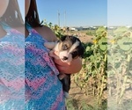 Small Photo #3 Pembroke Welsh Corgi Puppy For Sale in GALLEGOS, NM, USA