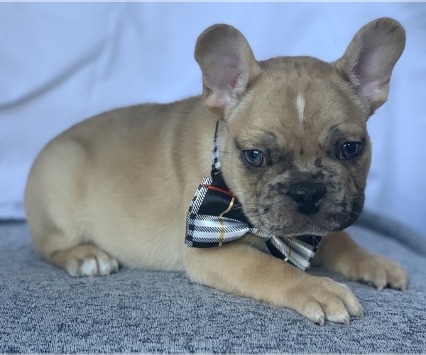 Medium Photo #18 French Bulldog Puppy For Sale in CORONA, CA, USA