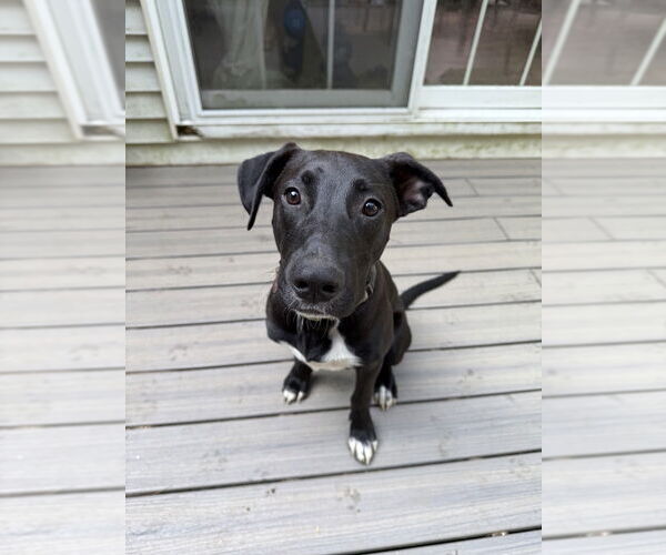 Medium Photo #14 Boxador Puppy For Sale in Boston, MA, USA