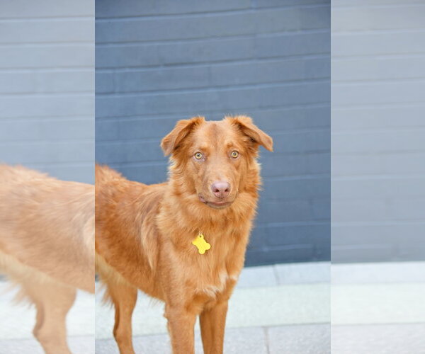 Medium Photo #12 Retriever -Unknown Mix Puppy For Sale in Sandy, UT, USA