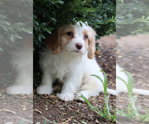 Medium Photo #7 Cavapoo Puppy For Sale in WEST SALEM, OH, USA