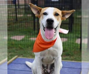 American Staffordshire Terrier Dogs for adoption in San Antonio, TX, USA
