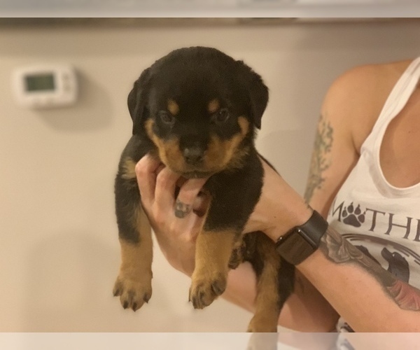 Medium Photo #8 Rottweiler Puppy For Sale in ANGIER, NC, USA