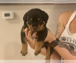 Small Photo #8 Rottweiler Puppy For Sale in ANGIER, NC, USA