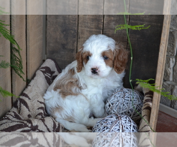 Medium Photo #12 Cavapoo mix (+ Poodle Miniature) Puppy For Sale in GREENWOOD, WI, USA