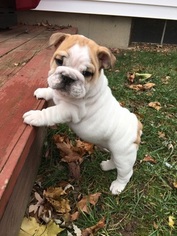 Bulldog Puppy for sale in GRAND RAPIDS, MI, USA