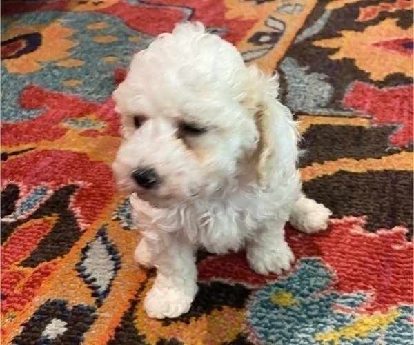 Medium Photo #13 Maltipoo Puppy For Sale in JASPER, GA, USA