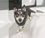 Small #1 Siberian Husky Mix