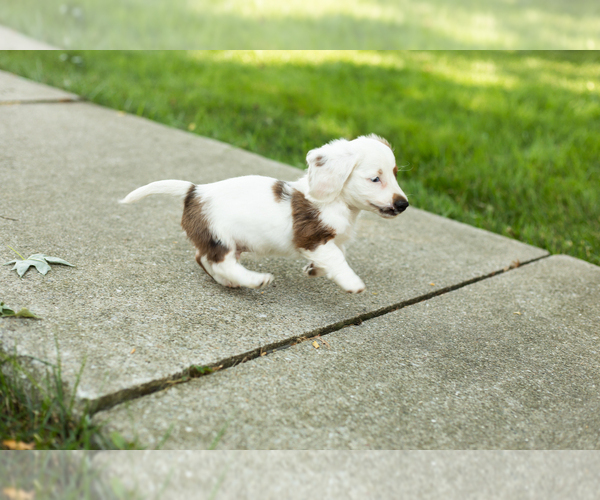 Medium Photo #7 Dachshund Puppy For Sale in BREMEN, IN, USA