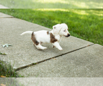 Small #6 Dachshund