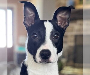 Boston Terrier-Unknown Mix Dogs for adoption in Canton, CT, USA