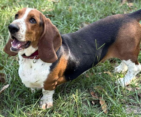 Medium Photo #6 Basset Hound Puppy For Sale in Deepwater, NJ, USA